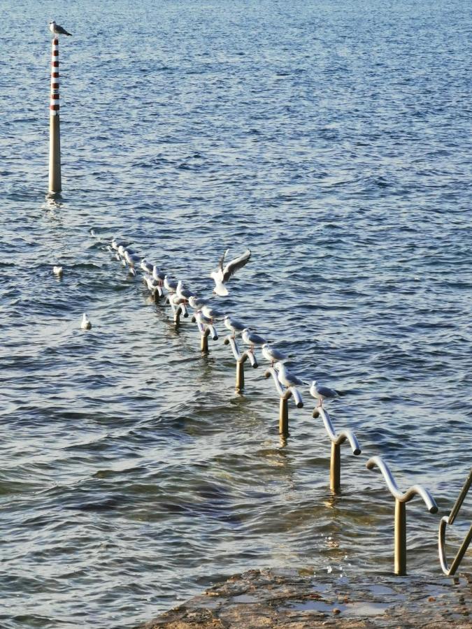Nina Deluxe Superior 5 Star Apartment, Your Piece Of Heaven By The Sea & Park Novigrad Istria Exteriör bild